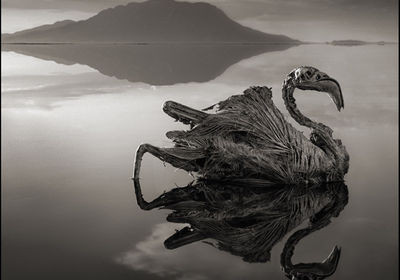 Hồ Natron ở Tanzania được mệnh danh là hồ tử thần bởi có nhiều sinh vật bị hóa đá. Cụ thể, nồng độ kiềm trong hồ quá cao khiến cho những loài vật không may sảy chân rớt xuống hồ bị phân hủy và vôi hóa. Theo đó, xác những con vật xấu số được bảo quản quá tốt, với hình dáng sống động vẫn được giữ nguyên.