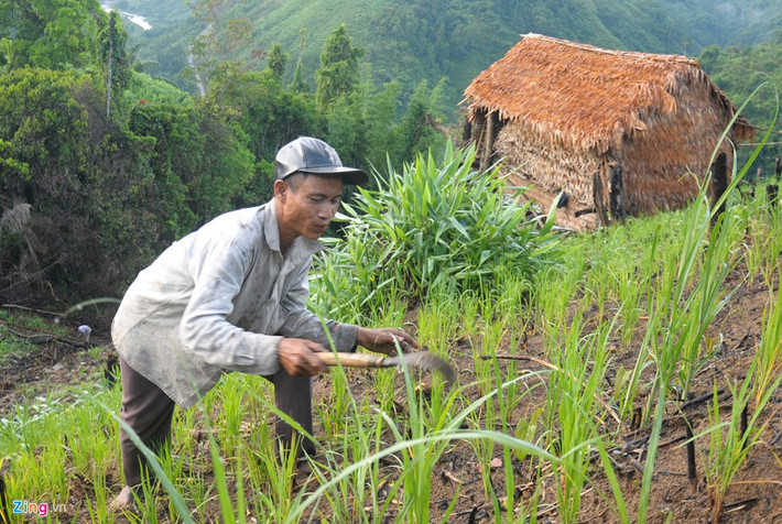 Tùy theo mùa, "người rừng" này trồng lúa, hoa màu, làm cỏ, thu hoạch trên rẫy với niềm vui đơn giản của đời mình.