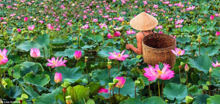 Một người đàn ông chèo thuyền hái hoa sen. Hoa sen được chọn làm quốc hoa của Việt Nam.