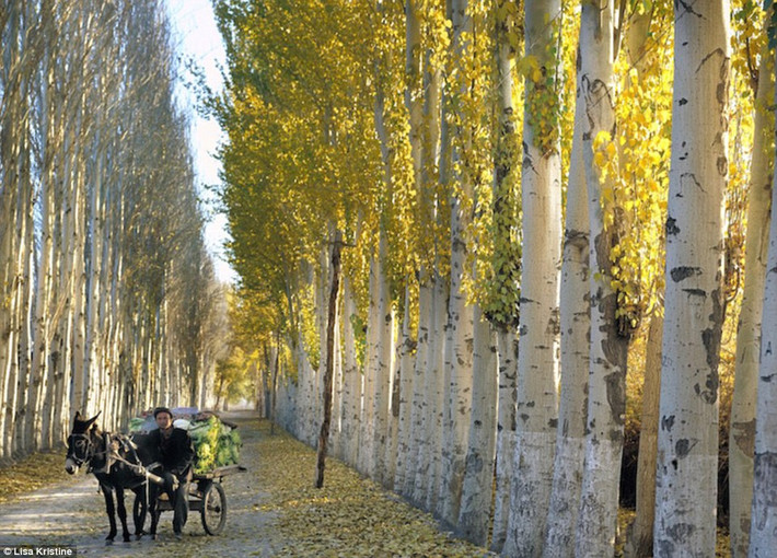 Người đàn ông sử dụng cỗ xe lừa kéo chở rau đi qua con đường tuyệt đẹp ở Kashgar, Trung Quốc.