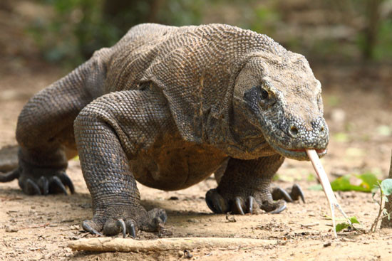 Rồng Komodo là loài thằn lằn lớn nhất trên thế giới hiện nay chỉ sinh sống tại Indonesia.