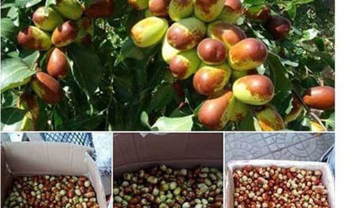 Tin vào công dụng “thần dược” táo Tàu có giá 80.000-120.000 đồng/kg, nhiều người dân Việt Nam đang săn lùng loại táo này.