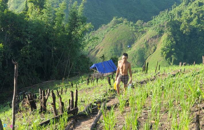 Ông Hồ Văn Tri (em ruột của anh Lang) cho hay, sau ba năm trở về làng, dù các doanh nghiệp đã xây tặng nhà gạch, ngói nhưng anh Lang ít khi ở nhà. "Anh bảo thích ở chòi lá trên rẫy hơn vì sống trên rừng quen rồi. Nhiều khi muốn kiếm cho anh cô vợ nhưng vì đã 46 tuổi nên đến nay chưa có mối nào ưng. Thấy anh ấy ở một mình trên núi cả tuần, cả tháng, tôi cảm thấy thương nhiều lắm nhưng không biết phải làm sao", ông Tri thổ lộ.