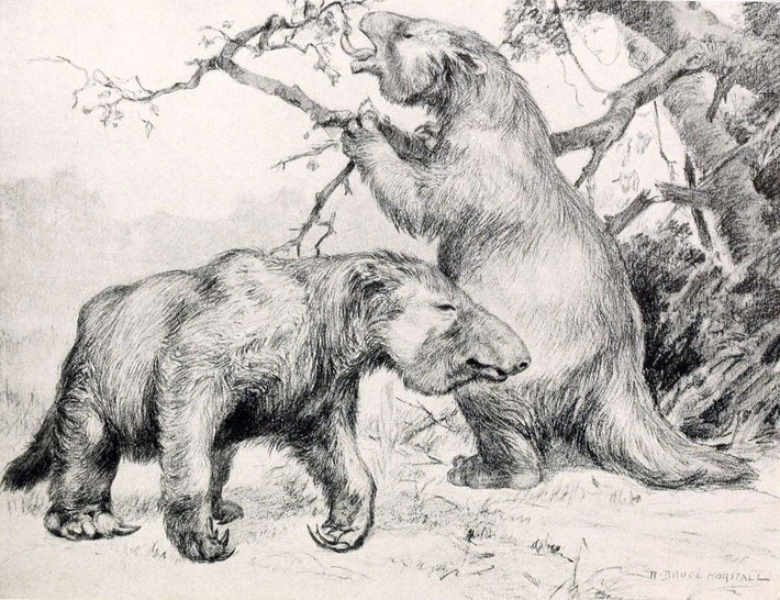 Cũng theo nhà địa chất Heinrich Frank, những chiếc hang bí ẩn này được đào bởi loài lười đất có kích thước khổng lồ, loài động vật có kích thước bằng con voi trưởng thành, từng sinh sống trên Trái đất và có sở thích đào hang. Tuy nhiên họ vẫn chưa chắc chắn.