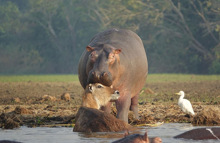 Thế nhưng trong lúc hà mã và cá sấu đại chiến, con linh dương dường như quá hoảng hốt, vẫn không nhấc được chân để chạy trốn. Thấy vậy, sau khi dằn mặt cá sấu, con hà mã tốt bụng quay lại giúp đỡ linh dương, dùng mõm đẩy linh dương đang run sợ lên bờ.