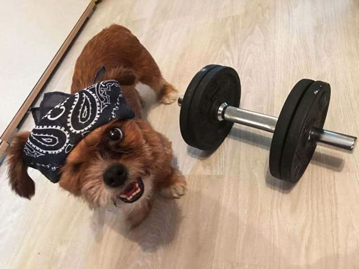 Dần dần, Frodo hồi phục mau hơn, cũng trở nên hoạt bát, vui vẻ hơn. Tất cả mọi người đều chỉ mong muốn Frodo khỏe mạnh trở lại.