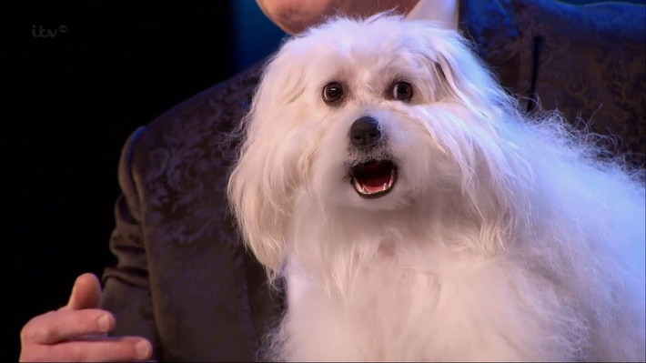 Cô chó Wendy nổi tiếng là cô chó biết nói, gây chấn động Britain's Got Talent ngay khi mới xuất hiện. Dưới sự dẫn dắt tài tình của ông Marc Metral, 61 tuổi, cô chó Wendy đối thoại một cách bất ngờ. Tuy nhiên, sau này, sự việc được phanh phui rằng Wendy đã đeo miệng giả và cử động dưới sự điều khiển của chủ nhân.