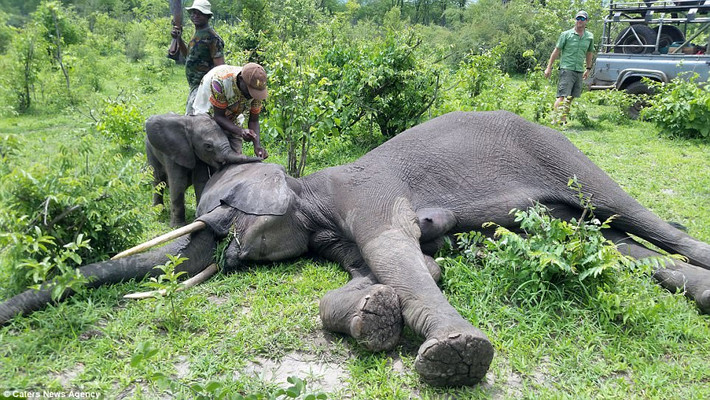 Câu chuyện cảm động xảy ra ở Vườn Quốc gia Nam Luangwa ở Zambia, Nam Phi, khi voi con mắc kẹt trong một cái hố nhân tạo cạnh một ngôi làng gần đó.