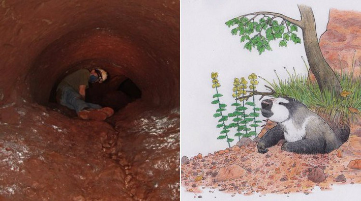phân bố của những chiếc hang này cũng khá kỳ quái. Chúng chỉ được tìm thấy ở các bang phía nam Brazil là Rio Grande do Sul và Santa Catarina. Ngay cả ở Bắc Mỹ, nơi mà những con lười đất khổng lồ và những hòn đảo chúng đã từng sống, không tìm thấy những hang động kỳ quái này.