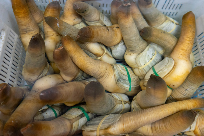 Tu hài Thái Bình Dương có một bàn chân giúp đào xuống lớp cặn và neo chặt xuống. Loài nhuyễn thể này kiếm ăn bằng cách hút nước biển, lọc lấy sinh vật phù du và chất dinh dưỡng rồi phun phần thừa ra ngoài qua vòi.