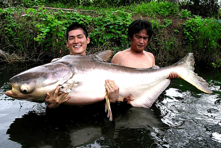Cá tra dầu khổng lồ sông Mekong là một trong những loài cá nước ngọt lớn và quý hiếm nhất thế giới. Khi trưởng thành, mỗi cá thể có thể đạt chiều dài gần 3m và nặng khoảng 300 kg. Người dân hiếm khi bắt một con cá tra dầu ngoài tự nhiên. Theo đó, việc phát hiện 6 con cá tra dầu khổng lồ chỉ trong 5 ngày là điều chưa từng có. Ảnh: megafishingthailand.