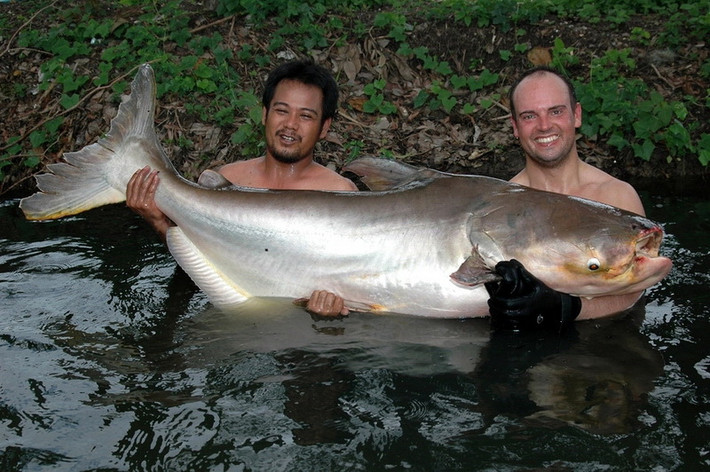 Cá tra dầu khổng lồ sống Mekong từ lâu đã là một phần quan trọng trong văn hóa khu vực. Chúng được miêu tả trong những bức tranh hang động có niên đại khoảng 3.000 tuổi và được coi là một biểu tượng của dòng sông, nơi thủy sản nuôi sống hàng triệu người và được định giá 10 tỷ USD mỗi năm. Ảnh: animal.memozee.com.
