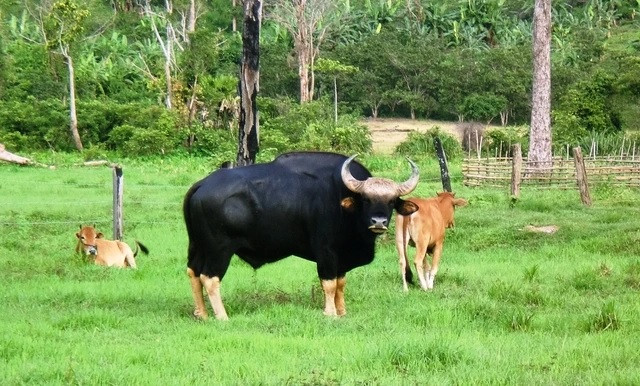 Tại Việt Nam, loài bò tót phân bố ở Ninh Thuận, Quảng Trị, Nghệ An, Khánh Hòa, Lâm Đồng, Đồng Nai... Ảnh: Vườn quốc gia Phước Bình cung cấp.