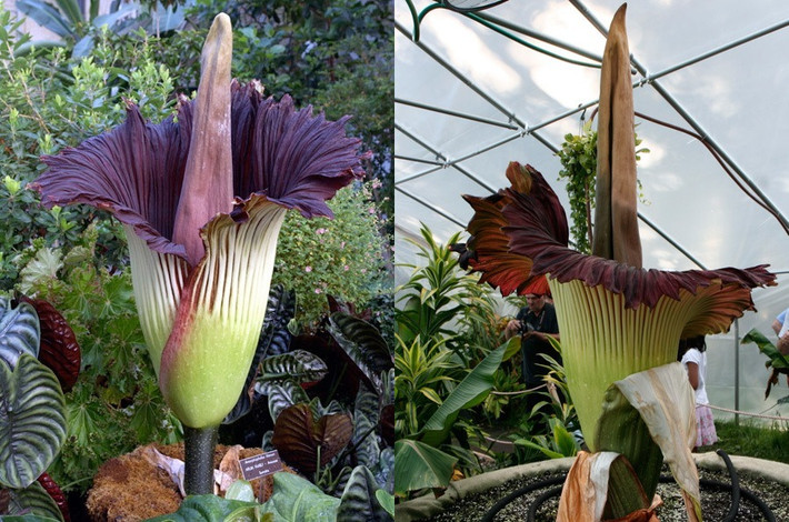 Corpse Lily, loài hoa khổng lồ có mùi xác chết. Có tên khoa học là Amorphophallus titanum, đây là loài hoa lớn nhất, đỏng đảnh nhất và kiêu kỳ nhất thế giới vì rất hiếm khi nở, nở không theo bất cứ quy luật nào. Tuy vậy, ngoài kích thước thì người ta không thể tìm thấy lý do tại sao loài hoa này kiêu kỳ đến vậy, Khi nở, loài hoa này có mùi hương hôi thối khủng khiếp nên còn được gọi là hoa xác thối. Có nhiều mô tả về sự hôi thối của Corpse Lily như đôi tất đẫm mồ hôi lâu năm, phân người, cá thối tanh nồng...