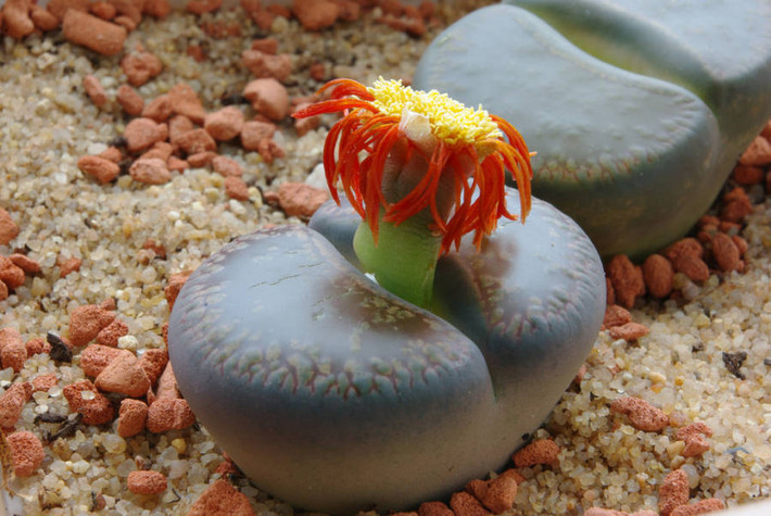 Hoa sỏi đá, tên tiếng Anh là Lithops, một chi thực vật có hoa trong họ Aizoaceae. Đây là một loại thực vật mọng nước có nguồn gốc các nước phía Nam châu Phi, có hình dáng giống hệt như những viên sỏi. Nếu không chú ý, bạn sẽ không bao giờ nhìn thấy loài thực vật kỳ lạ này, trừ khi chúng nở hoa.