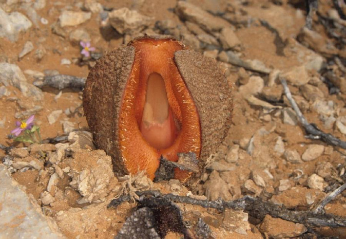 Hydnora africana, nhìn giống như một loài thực vật ngoài hành tinh hơn là một bông hoa. Đây là một loài cây ký sinh được xếp vào loại lạ lùng nhất trên thế giới, sinh sống chủ yếu ở những khu vực ven biển từ Nam Phi đến tây nam Angola. Mặt trong của cánh hoa có màu đỏ tươi rất bắt mắt, có mục đích sinh học là thu hút côn trùng. Khi nở, hoa có mùi cực khó chịu, giống như mùi chất thải.