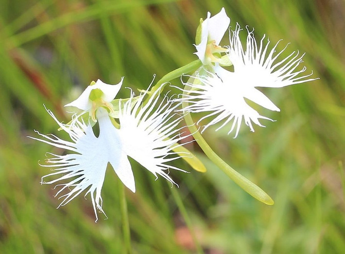 Hoa lan cò trắng, tên khoa học là Pecteilis radiata hay Habenaria radiata là một trong những loài hoa rất quý hiếm, được tìm thấy ở các quốc gia như Nhật Bản, Hàn Quốc, Trung Quốc và Nga. Khi nở hoa có hình dạng như một chú cò trắng đang sải cánh, đẹp thanh khiết, mơ hồ. Vì rất hiếm khi xuất hiện và nở hoa nên lan cò trắng bị săn lùng nhiều, dẫn đến việc ngày càng khan hiếm.