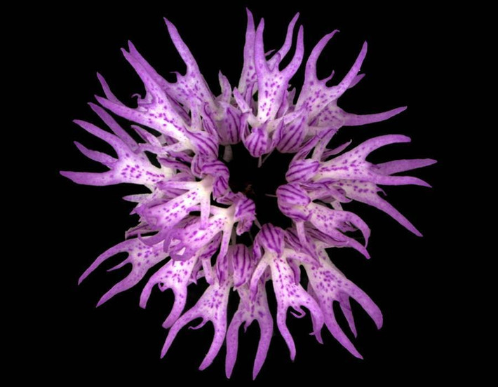 Orchis italica hay còn được gọi là hoa phong lan người đàn ông khỏa thân hay phong lan Ý, là một loài phong lan bản địa của vùng Địa Trung Hải. Có cái tên nhạy cảm như vậy bởi những bông hoa của loài lan này trông giống hệt như mộ người đàn ông trần truồng. Không chỉ gây ấn tượng mạnh về mặt thị giác, loài hoa này được đánh giá cao vì rất có giá trị. Đặc biệt, loài hoa này được biết đến có khả năng kích thích tình dục. Tuy nhiên vì quý hiếm lại nhiều công dụng, loài hoa lan này đang bị săn lùng đến cạn kiệt trong thiên nhiên.