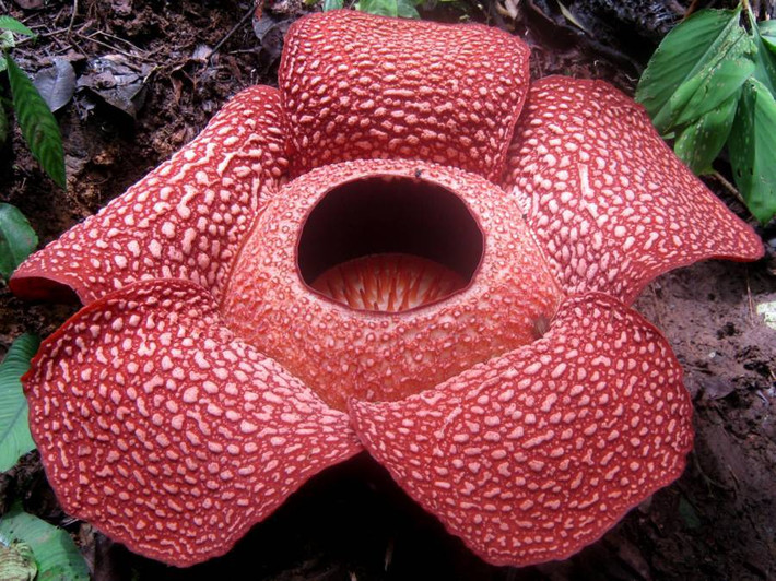 Rafflesia arnoldii, một trong những loài hoa lớn nhất và hiếm nhất trên thế giới, loài hoa này thích hợp xuất hiện trong những bộ phim hoạt hình hoặc khoa học viễn tưởng hơn là một cuốn tiểu thuyết lãng mạn. Không có bất kỳ một chiếc rễ hoặc một chiếc lá nào, loài hoa quái dị này được biết đến là loài hoa ký sinh, nảy mầm từ vỏ nứt của cây. Khi bung nở, loài hoa này sẽ khiến bạn "ngợp" bởi nó có mùi thịt thối rữa nồng nặng. Mùi thối này sẽ giúp Rafflesia arnoldii thu hút các loại côn trùng đến thụ phấn cho mình.