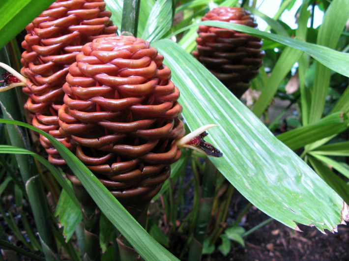 Hoa gừng tổ ong Beehive Ginger, được coi là một trong những loài hoa độc đáo nhất thế giới Beehive Ginger trông giống như một trái tùng hơn một bông hoa. Giống như tên gọi của nó, loài hoa này họ hàng thân thiết với Gừng. Minh chứng rõ ràng nhất là khi hoa nở, nó có mùi thơm ngọt ngào, cay thanh của gừng. Bông hoa chính thực sự nhỏ hơn rất nhiều với bầu hoa khổng lồ bắt mắt và ngay cả khi bị chặt xuống, hoa vẫn tươi, thơm rất lâu. Theo nhiều nghiên cứu, Beehive Ginger còn là một loài thuốc thảo mộc, có thể tiêu diệt, ngăn chặn sự phát triển của các vi sinh vật gây bệnh.