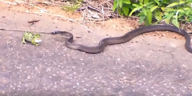 Con vật dũng cảm chiến đấu với con rắn mamba đen hung dữ.