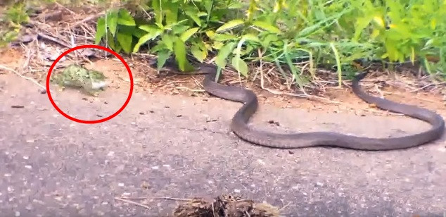 Trong khi băng qua đường cái, tắc kè hoa gặp phải sự phục kích của rắn mamba đen. Mặc dù biết kẻ đến là kẻ đáng sợ, thực lực mạnh hơn mình cả trăm lần nhưng tắc kè hoa không run sợ.