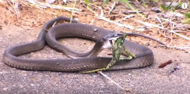 Sau khi chất độc ngấm, con tắc kè hoa nằm im trong khoang miệng đen ngòm của rắn mamba đen chờ bị tiêu hóa.