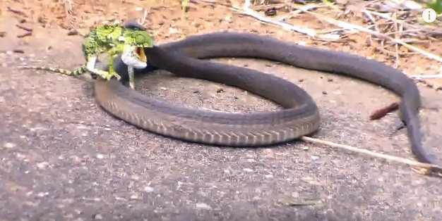 Tuy cố gắng chiến đấu chống lại kẻ săn mồi, tắc kè hoa vẫn bị rắn mamba đen giết chết bằng một cú đớp thần tốc.