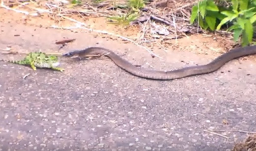 Không đợi rắn mamba tung ra những cú đớp mang theo nọc độc chết người, tắc kè hoa chủ động tấn công con rắn.