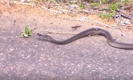 Tuy nhiên, con rắn mamba này rất xảo quyệt, gần như đoán được mọi đường đi nước bước của tắc kè hoa.