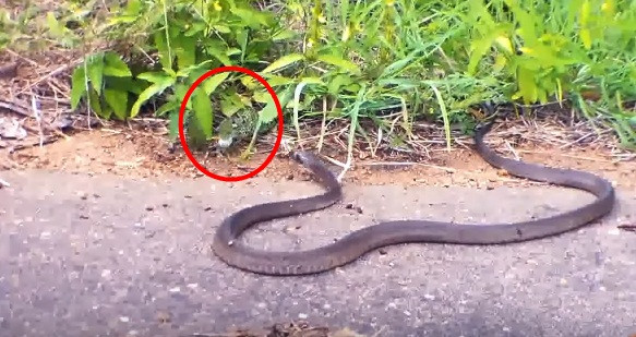 Trong số những loài rắn độc trên thế giới, rắn mamba đen cực độc là một trong những loài rắn mà khiến cho bất kỳ sinh vật nào cũng lo sợ khi chạm trán với chúng. Thông thường những con mồi của rắn mamba đen thường mất hết tinh thần khi đối mặt với con rắn tử thần này nhưng con tắc kè hoa này lại không như vậy.