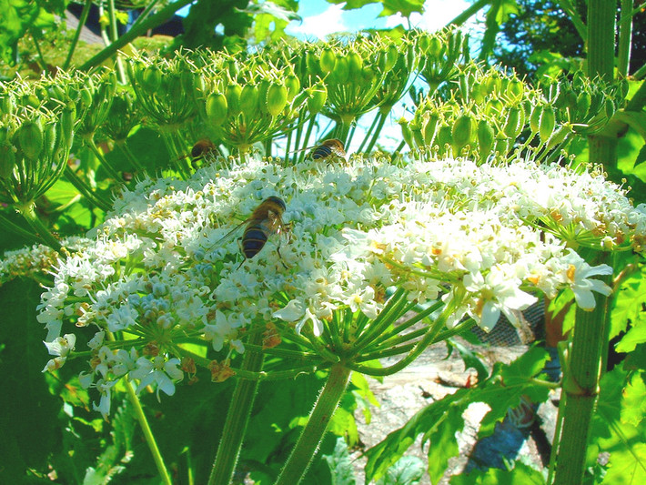 Heracleum mantegazzianum có thân thẳng, rỗng ở trong, lá hơi giống lá cây đu đủ nhưng phía ngoài thân và cành lá có rất nhiều gai nhỏ như sợi tóc, nhọn, dài từ 2–7 cm.