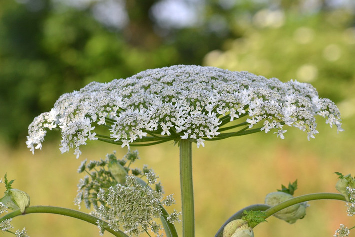 Heracleum mantegazzianum là một loài thực vật có hoa trong họ Hoa tán. Được đánh giá là một loài hoa độc hại có ngoại hình đẹp và rất bắt mắt, thường mọc ở dọc bờ sông, ao hồ, trong rừng, dọc đường và trong vườn (do chim hoặc gió mang hạt tới).