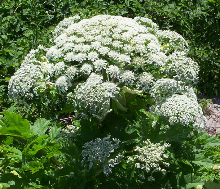 Gây ấn tượng bởi chiều cao khủng và những bông hoa trắng xinh đẹp nhưng Heracleum mantegazzianum lại mang trong mình kịch độc, có thể khiến con người và động vật tiếp xúc với nó bị tổn thương nghiêm trọng.