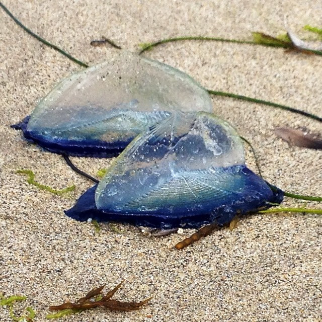 Loài sứa buồm có tên khoa học là Velella velella, là một loài ăn thịt lạ lùng dưới lòng đại dương. Chúng cũng được gọi là những "thủy thủ" cừ khôi bởi khả năng nương vào gió, nổi tự do trên mặt biển. (Nguồn Boredomtherapy)