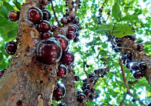 Khi quả chín đen là thời điểm chứa nhiều nước nhất và có thể ăn ngay khi vừa hái. Tuy vậy, thời gian để cây có thể ra quả khá lâu, từ 8 đến 9 năm, cây càng già lại càng sai quả, quả cũng ngọt hơn theo thời gian.