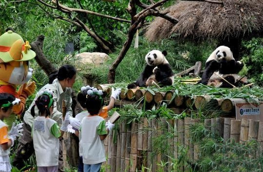 Mới đây, ba anh em gấu trúc khổng lồ ở công viên Trường Long, Quảng Châu, Quảng Đông, Trung Quốc đã gây ấn tượng với du khách thập phương với màn cai sữa đáng yêu của mình. Có thể nói giai đoạn gấu trúc khổng lồ cai sữa là một trong những giai đoạn quan trọng nhất trong cuộc đời chúng. (Nguồn Sina)