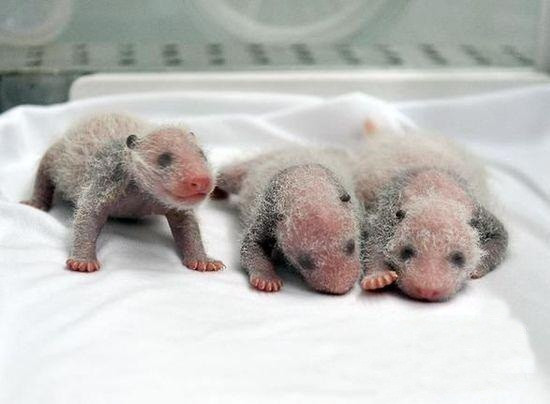 3 con gấu trúc con chào đời cách nhau không quá 4 tiếng đồng hồ và hiện có cân nặng từ 0,22 đến 0,35kg. (Nguồn Sina)