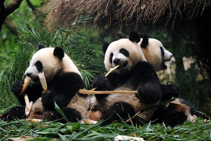 Khi mới đẻ ra chúng được bú sữa mẹ, sau đó ba anh em gấu trúc lại được nuôi dưỡng bằng sữa bột, tiếp đến chúng được chuyển sang ăn măng non, dần dần ăn cây trúc nhỏ, cuối cùng là những cây trúc cứng. (Nguồn Sina)