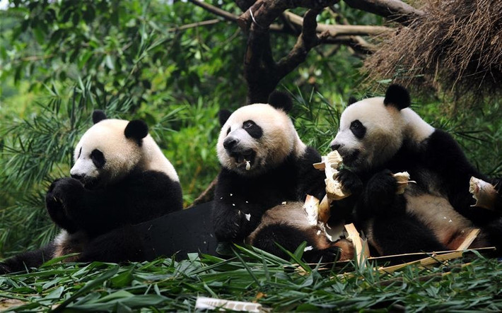 Mới được gần hai tuổi nhưng cả ba anh em gấu trúc ở công viên Trường Long đều thuận lợi chuyển sang giai đoạn tiêu hóa thực vật. (Nguồn Sina)