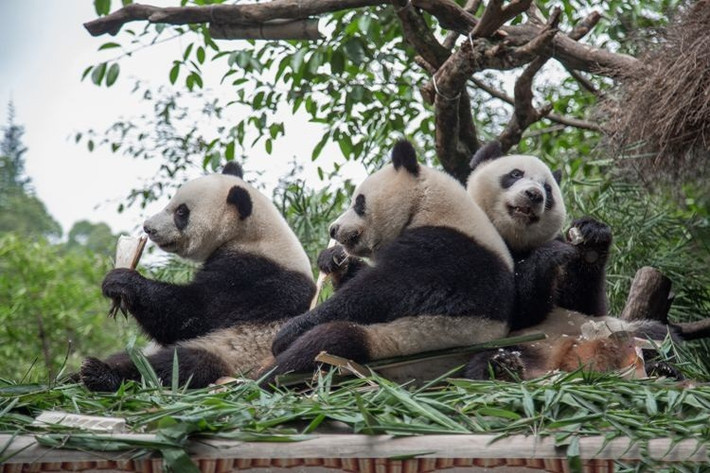 Cả ba đều rất vui vẻ, thân thiện với các du khách. (Nguồn Sina) Hiện nay, ba hài lòng, trọng lượng cơ thể trên 60 kg. Theo giới thiệu của nhà lai tạo, sinh ba gấu trúc khổng lồ sinh ra trong những ngày đầu, các lương thực chính trong vú sữa một nhu cầu ngày uống sữa 7-9 lần, sau đó dần dần giảm xuống 14-16 tháng tuổi, theo nhu cầu dinh dưỡng sẽ Biến đổi các thực phẩm bổ sung. Hiện nay, ba hài lòng, trọng lượng cơ thể trên 60 kg. Theo giới thiệu của nhà lai tạo, sinh ba gấu trúc khổng lồ sinh ra trong những ngày đầu, các lương thực chính trong vú sữa một nhu cầu ngày uống sữa 7-9 lần, sau đó dần dần giảm xuống 14-16 tháng tuổi, theo nhu cầu dinh dưỡng sẽ Biến đổi các thực phẩm bổ sung. Hiện nay, ba hài lòng, trọng lượng cơ thể trên 60 kg. Theo giới thiệu của nhà lai tạo, sinh ba gấu trúc khổng lồ sinh ra trong những ngày đầu, các lương thực chính trong vú sữa một nhu cầu ngày uống sữa 7-9 lần, sau đó dần dần giảm xuống 14-16 tháng tuổi, theo nhu cầu dinh dưỡng sẽ Biến đổi các thực phẩm bổ sung. Hiện nay, ba hài lòng, trọng lượng cơ thể trên 60 kg. Theo giới thiệu của nhà lai tạo, sinh ba gấu trúc khổng lồ sinh ra trong những ngày đầu, các lương thực chính trong vú sữa một nhu cầu ngày uống sữa 7-9 lần, sau đó dần dần giảm xuống 14-16 tháng tuổi, theo nhu cầu dinh dưỡng sẽ Biến đổi các thực phẩm bổ sung. Hiện nay, ba hài lòng, trọng lượng cơ thể trên 60 kg. Theo giới thiệu của nhà lai tạo, sinh ba gấu trúc khổng lồ sinh ra trong những ngày đầu, các lương thực chính trong vú sữa một nhu cầu ngày uống sữa 7-9 lần, sau đó dần dần giảm xuống 14-16 tháng tuổi, theo nhu cầu dinh dưỡng sẽ Biến đổi các thực phẩm bổ sung.