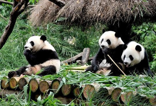 Thời điểm này đánh dấu bước ngoặt quan trọng, chúng không còn phụ thuộc vào mẹ nữa mà có thể sống độc lập, nhai thức ăn giống như các con gấu trúc trưởng thành khác. (Nguồn Sina)