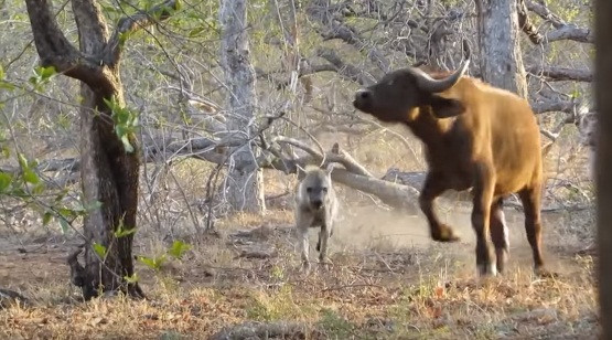 Trong chuyến khám phá khu vực African Dream Horse Safari thuộc công viên quốc gia Kruger, Nam Phi, du khách Ryan Dean Thomson đã bất ngờ được chứng kiến cảnh tượng những con linh cẩu hung dữ truy sát, ăn thịt trâu rừng ngay gần nhà nghỉ của mình.
