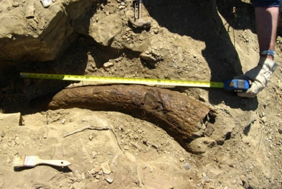 Lần khai quật năm 2012 của Dawson County Montana đã tìm thấy một chiếc sừng của loài khủng long Triceratops. Sau khi phân tích phóng xạ carbon ở trường Đại học Georgia, các chuyên gia ước tính rằng chiếc sừng này chỉ có 35.000 năm tuổi. Đây là phát hiện đáng kinh ngạc bởi các loài khủng long được cho là đã tuyệt chủng 65 triệu năm trước đây. (Nguồn Boredomtherapy)