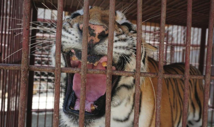Để hạn chế tối đa rủi ro khi biểu diễn cùng những mãnh thú này, những người huấn luyện ở Trung Quốc đã vặt răng nanh, bẻ gẫy hết răng của chúng, đề phòng khi bị đánh quá đau, chúng phản kháng cũng không thể gây thương tích nặng nề. (Nguồn Dodo)