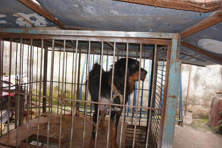 Khi không biểu diễn, con chó này bị xích 24 tiếng một ngày, hoàn toàn sống cuộc sống tù đày, mất tự do tuyệt đối. (Nguồn Dodo)