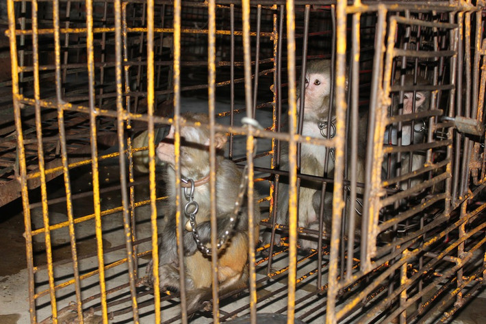 Giống như các mãnh thú, ngoài giờ huấn luyện và biểu diễn, những con khỉ bị xích trong lồng sắt tách biệt với nhau, thường xuyên bị đói, bị khát. (Nguồn Dodo)