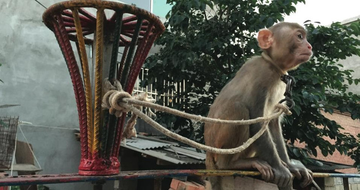 Ngoài việc huấn luyện các mãnh thú được chú trọng, những trại huấn luyện thú còn sở hữu rất nhiều loài động vật khác và chúng cũng phải chịu số phận tương tự. Trong ảnh là một con khỉ đau khổ khi trốn thoát không thành công, bị bắt về. Nó bị xích ngắn đến nỗi nếu nhảy xuống đất nó sẽ bị treo cổ. (Nguồn Dodo)