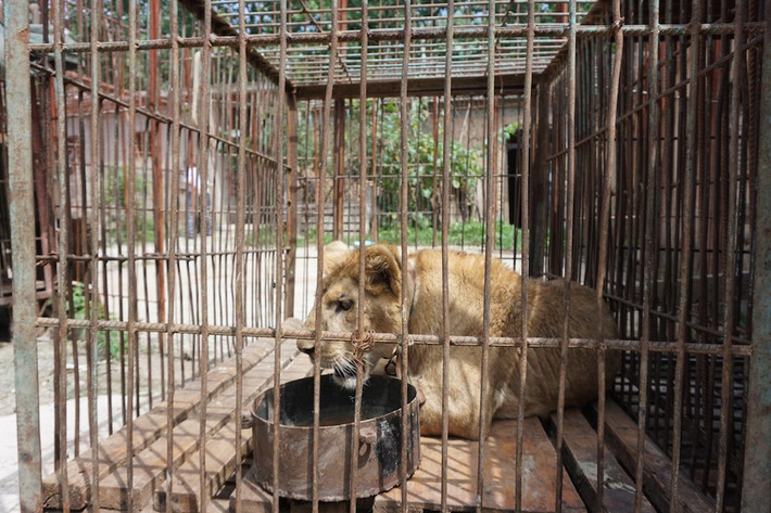 Khi huấn luyện thì bị đánh đập, khi nghỉ ngơi thì bị nhốt, bị xích trong những chiếc lồng sắt bẩn thỉu, chật chội, ngoài đứng và nằm, chúng không thể vận động. (Nguồn Dodo)