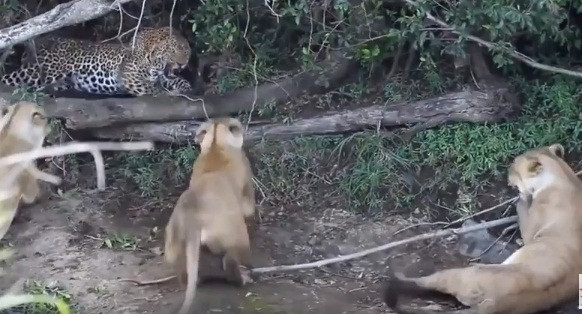 Chúng chỉ lao lên tấn công, đe dọa báo đốm khi báo đốm có biểu hiện muốn trốn đi.
